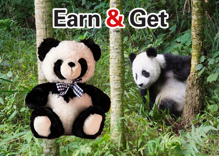 Gana y obtén un panda de peluche